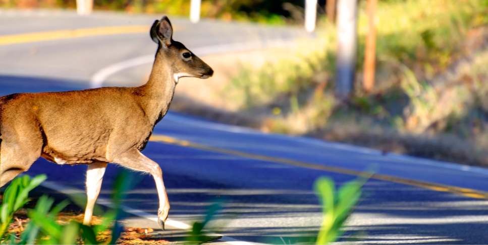 Does car insurance cover hitting a deer?